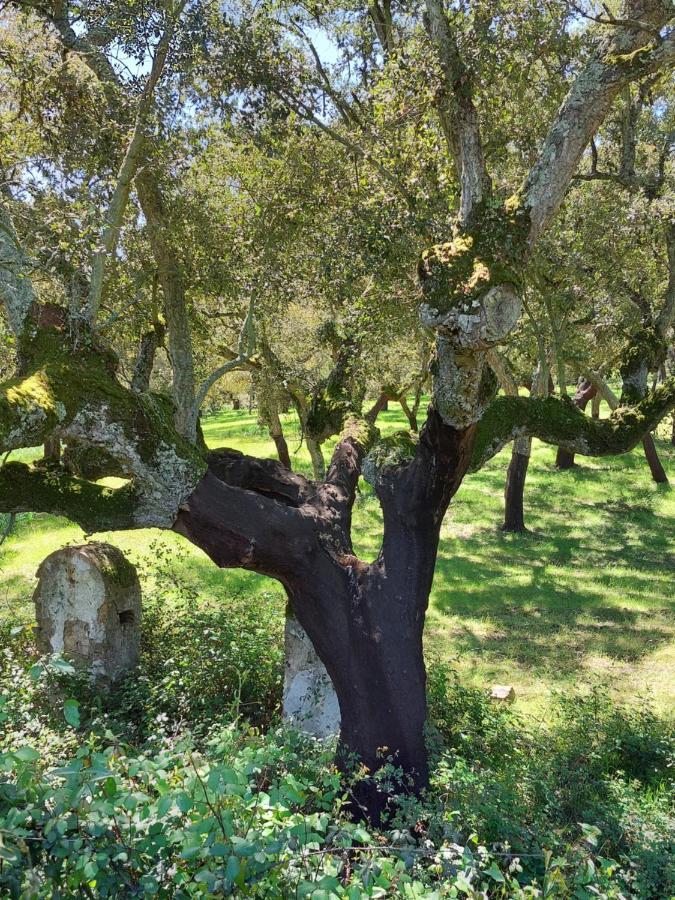 Mirarte Διαμέρισμα Montemor-o-Novo Εξωτερικό φωτογραφία